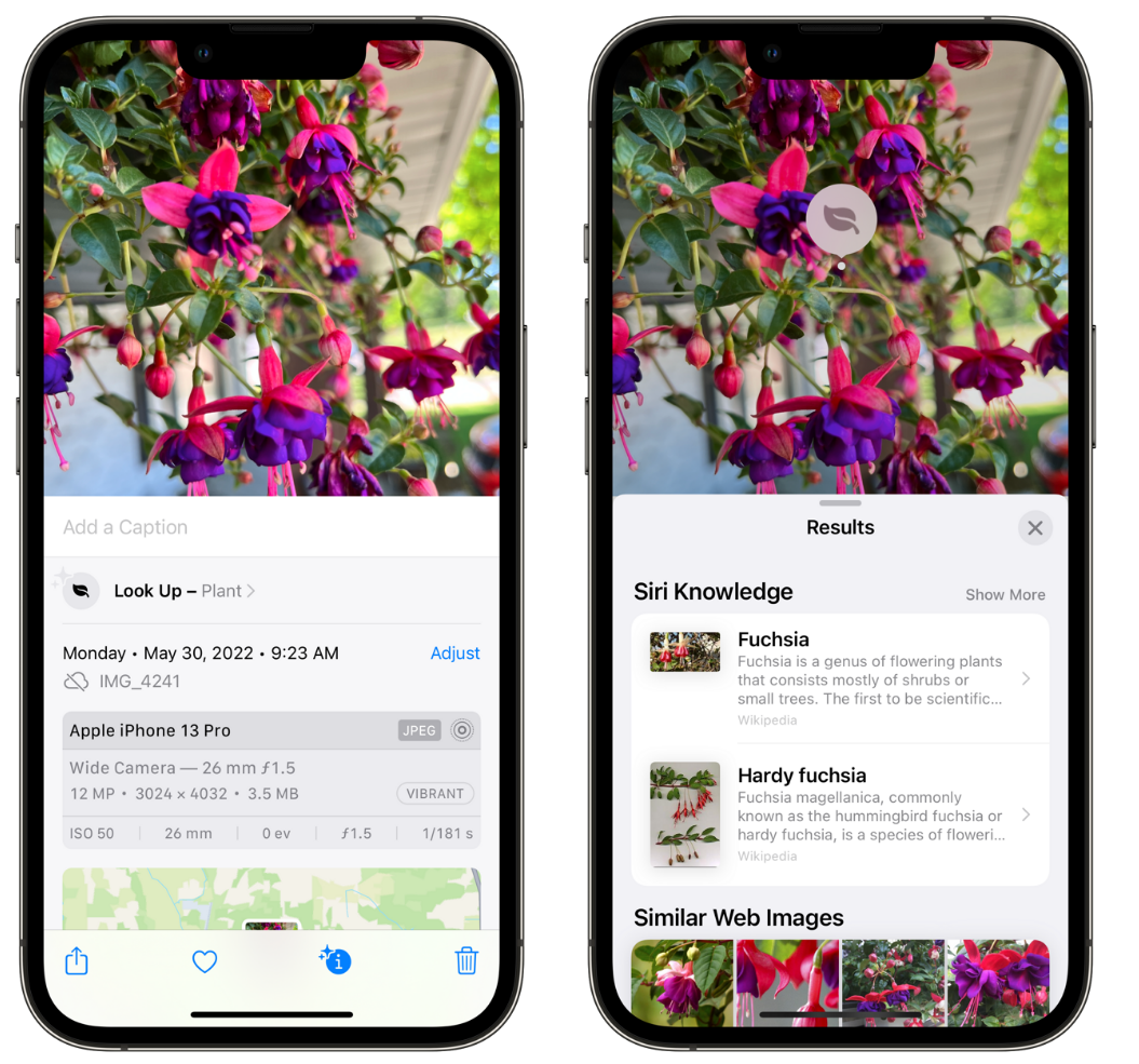 上城苹果手机维修分享小技巧：使用 iPhone 相机识别花卉植物 